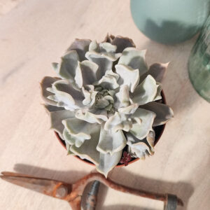 Echeveria &lsquo;Thriller Pearl&rsquo;