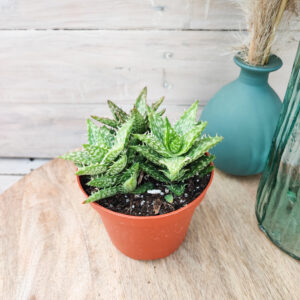 Aloe juvenna