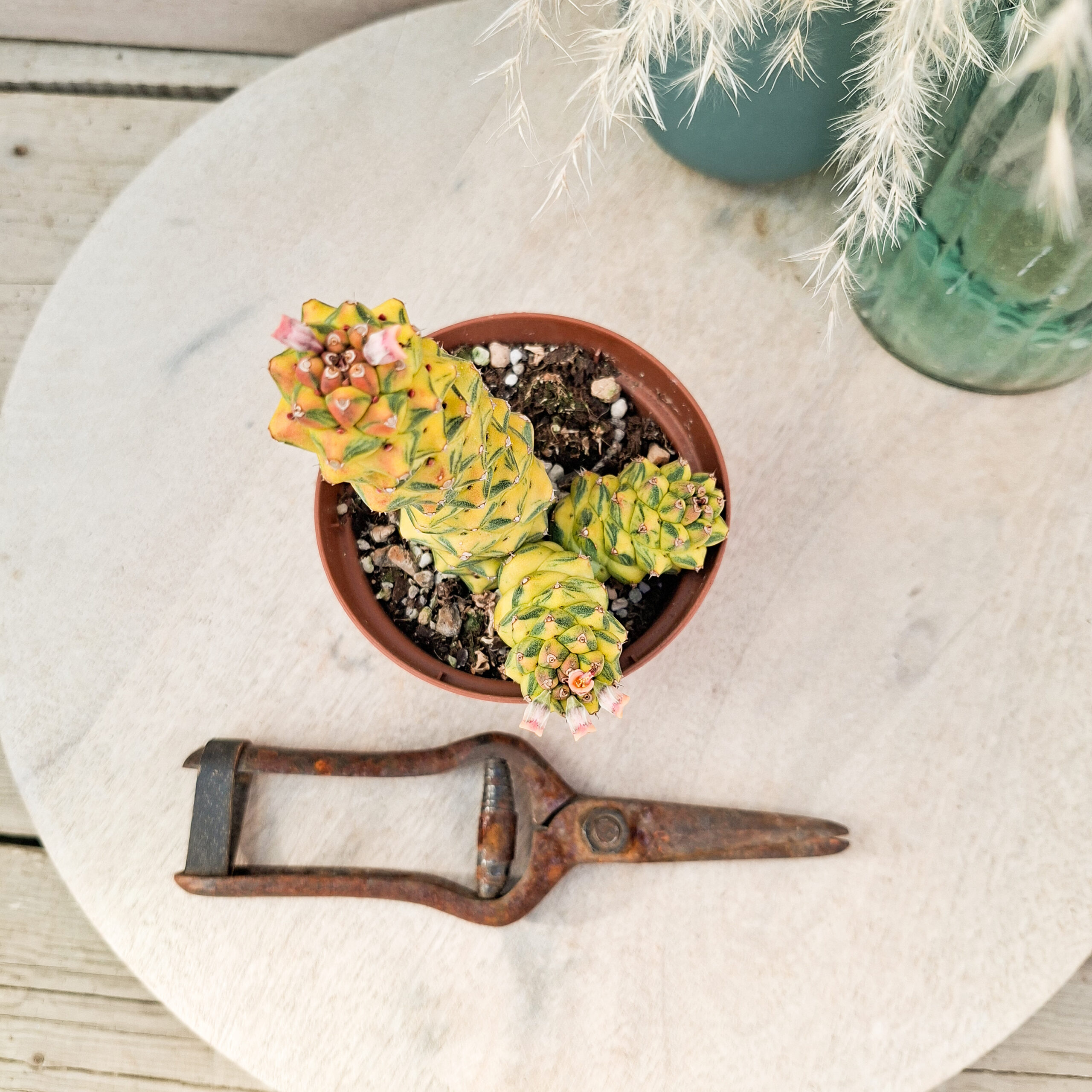Monadenium ritchiei variegata – Image 3