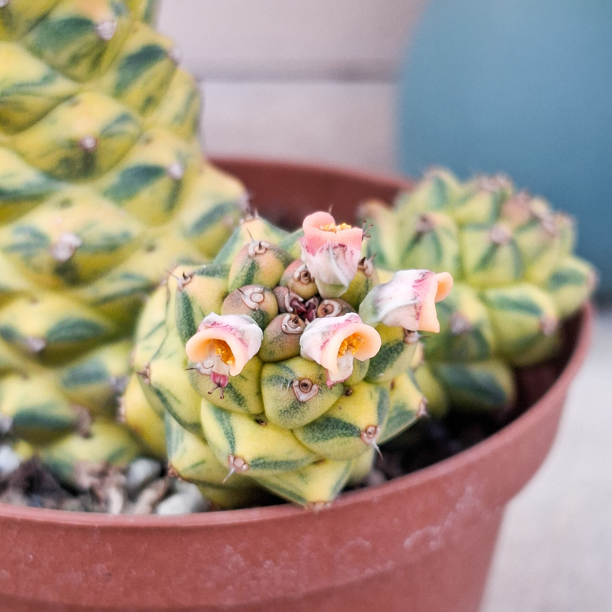 Monadenium ritchiei variegata – Image 4