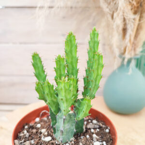 Euphorbe greenwayi var. breviaculeata
