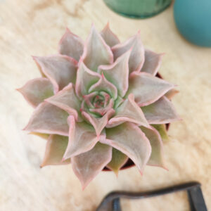 Echeveria &lsquo;Madiba&rsquo;