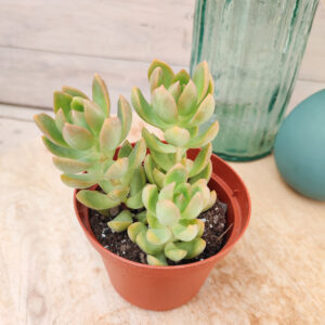 Sedum adolphii&rsquo;Golden Glow&rsquo;