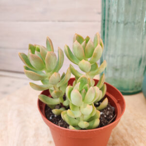 Sedum adolphii&rsquo;Golden Glow&rsquo;
