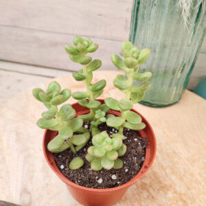 Sedum lucidum &lsquo;Obesum&rsquo;