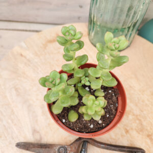 Sedum lucidum &lsquo;Obesum&rsquo;