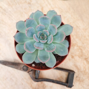 Echeveria pulidonis