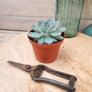Echeveria pulidonis