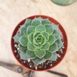 Echeveria &lsquo;Fabiola&rsquo;