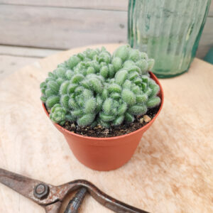 Sedum mocinianum