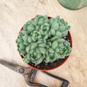 Sedum mocinianum