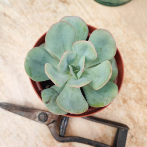Echeveria &lsquo;Nubia&rsquo;