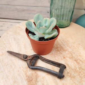 Echeveria &lsquo;Nubia&rsquo;