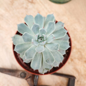 Echeveria cuspidata var zaragozae