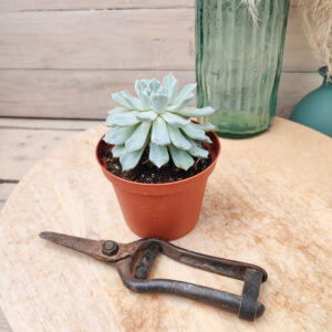 Echeveria cuspidata var zaragozae