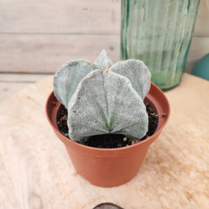 Astrophytum myriostigma