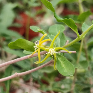 Fockea edulis