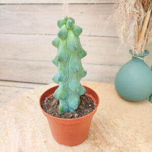 Myrtillocactus geometrizans fukurokuryuzinboku