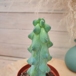 Myrtillocactus geometrizans fukurokuryuzinboku