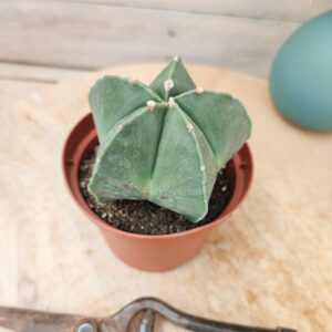 Astrophytum myriostigma var. nudum