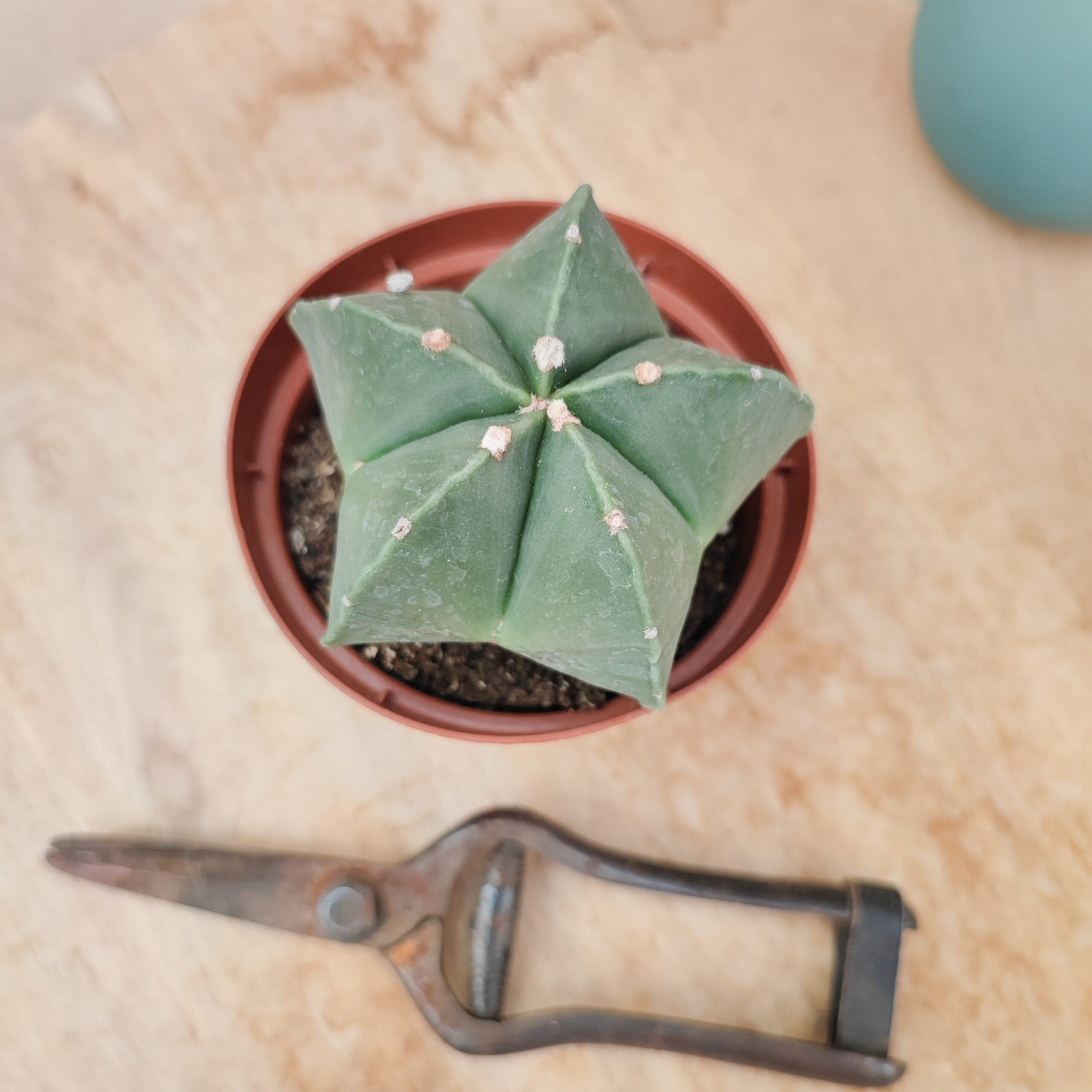 Astrophytum myriostigma var. nudum – Image 3