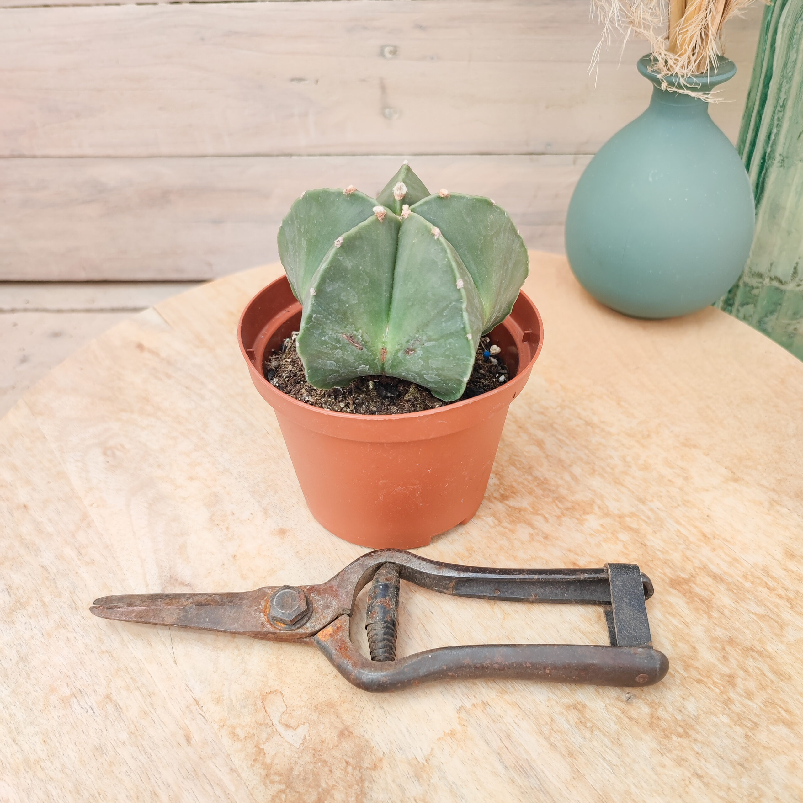 Astrophytum myriostigma var. nudum – Image 2