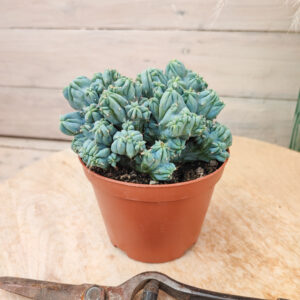 Myrtillocactus geometrizans nana monstruosa