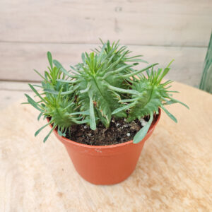 Euphorbe pulvinata