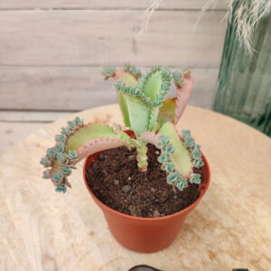 Kalanchoe laetivirens