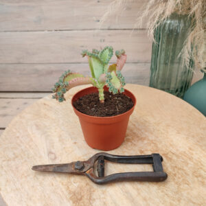 Kalanchoe laetivirens