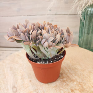 Graptoveria &lsquo;Fred Ives&rsquo; cristata