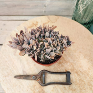 Graptoveria &lsquo;Fred Ives&rsquo; cristata