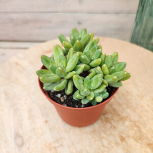 Pachyphytum &lsquo;Chiseled Stones&rsquo;