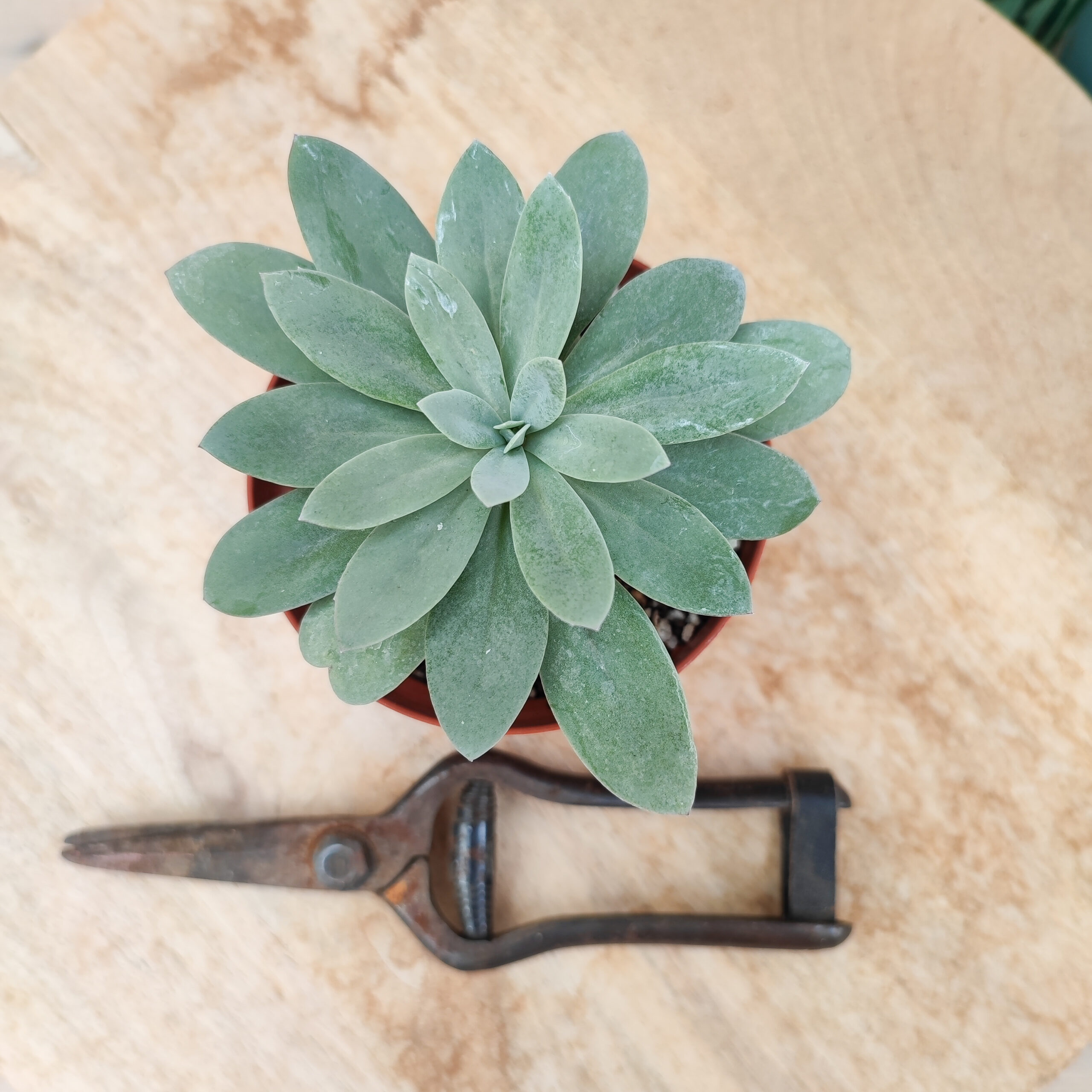 Senecio galpini (=Curio galpini) – Image 2