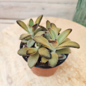 Kalanchoe tomentosa &lsquo;Cinnamon&rsquo;