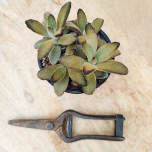 Kalanchoe tomentosa &lsquo;Cinnamon&rsquo;