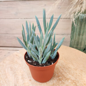 Senecio aquarine