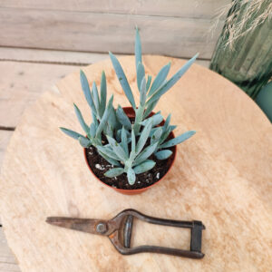 Senecio aquarine