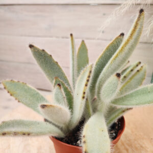 Kalanchoe tomentosa &lsquo;Super Fuzzy&rsquo;