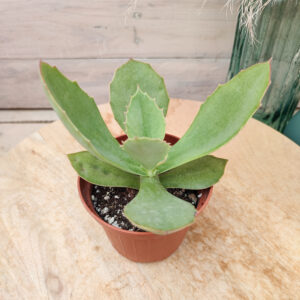 Kalanchoe synsepala
