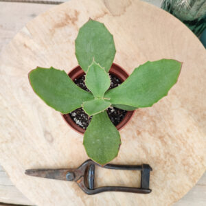 Kalanchoe synsepala