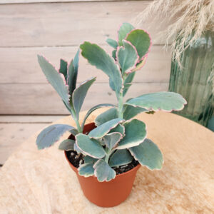 Kalanchoe fedtschenkoi variegata