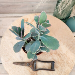 Kalanchoe fedtschenkoi variegata