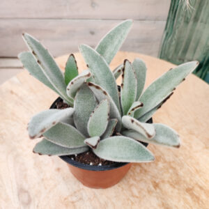 Kalanchoe tomentosa