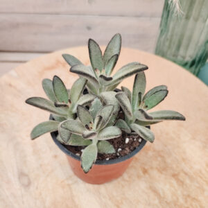Kalanchoe tomentosa cv &lsquo;Nigra&rsquo;