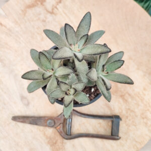 Kalanchoe tomentosa cv &lsquo;Nigra&rsquo;