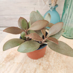 Kalanchoe orgyalis