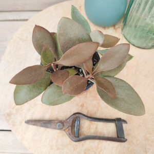 Kalanchoe orgyalis