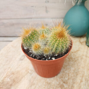 Parodia warasii