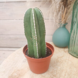 Lophocereus marginatus